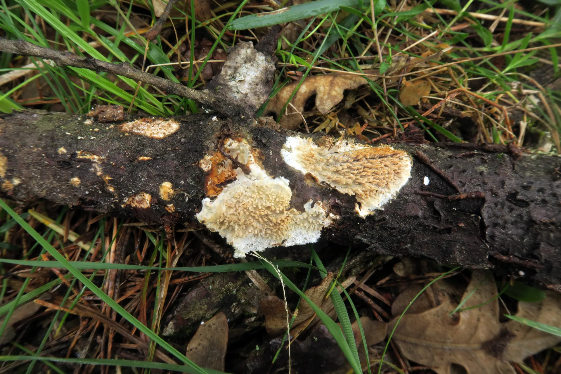 Radulomyces molaris - 1 - IMG_4081